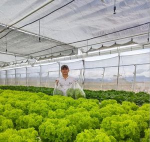 Sistema de riego de invernadero Jiapei, pulverización de niebla <span class=keywords><strong>al</strong></span> <span class=keywords><strong>revés</strong></span>, riego por microspray - Product Image 3