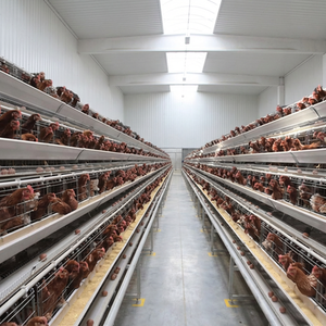 กรงเลี้ยงไก่ กรงนกอัตโนมัติ กรงไก่เชิงพาณิชย์ กรงไก่พับได้ โรงเรือนเลี้ยงไก่ กรงไก่ไข่ - Product Image 1