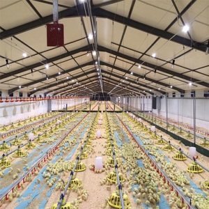 Ferme agrícola <span class=keywords><strong>galera</strong></span> para pollos, granja de pollos, 1000 - Product Image 5