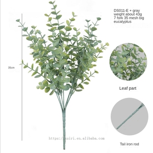 Vente Flash 2026 : Décoration de Mariage et d'Intérieur <span class=keywords><strong>en</strong></span> Eucalyptus de Qualité Supérieure - Product Image 2