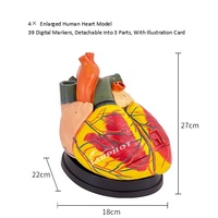 Modelo Anatómico de Corazón Jumbo Ampliado 4 Veces, Modelo de Enseñanza de Ciencias Médicas y Biológicas Humanas, Material de PVC para Escuelas