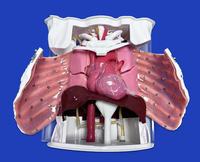 Simulateur d'entraînement à l'endoscopie thoracique, modèle de côtes ouvrables avec saignements simulés pour l'enseignement des opérations VATS en milieu hospitalier