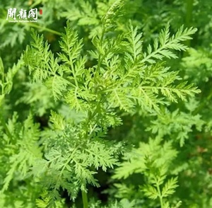 KAIYANGE gros <span class=keywords><strong>Artemisia</strong></span> séchée chinoise Annua coupes de plantes Huang hao sauvage séché <span class=keywords><strong>Artemisia</strong></span> Annua parties hors sol <span class=keywords><strong>tisane</strong></span> - Product Image 5