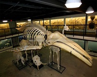 Répliques de squelettes d'animaux en fibre de verre, squelette de baleine à dos bombé pour musée scientifique