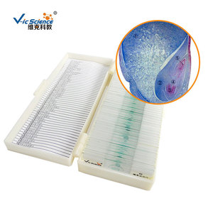 Lames microscopiques de qualité industrielle pour les écoles primaires et secondaires ; sections longitudinales de graines de maïs ; sections de plantes et d'animaux - Product Image 3