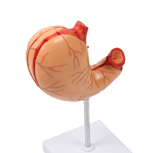 Modelo <span class=keywords><strong>de</strong></span> enseñanza con pantalla médica, modelo <span class=keywords><strong>de</strong></span> anatomía del estómago humano - Product Image 6