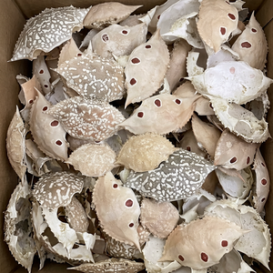 Grande coquille de crabe pour la restauration / Coquille de crabe pour la cuisine farcière en restaurant - Product Image 1
