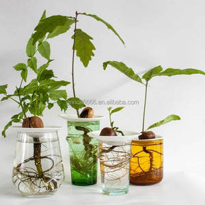 Macetas <span class=keywords><strong>de</strong></span> Germinación para Aguacates, Bellotas, Legumbres y Nueces, Soporte para Plantas, Macetas <span class=keywords><strong>de</strong></span> Hidroponía para Semillas <span class=keywords><strong>de</strong></span> Aguacates y Bellotas - Product Image 4