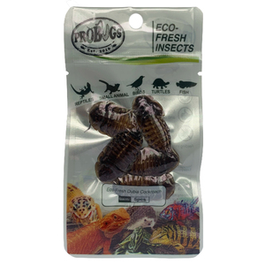 Protéines de haute qualité pour l'alimentation des reptiles, insectes frais sous vide, blattes Dubia pour l'alimentation animale - Product Image 2