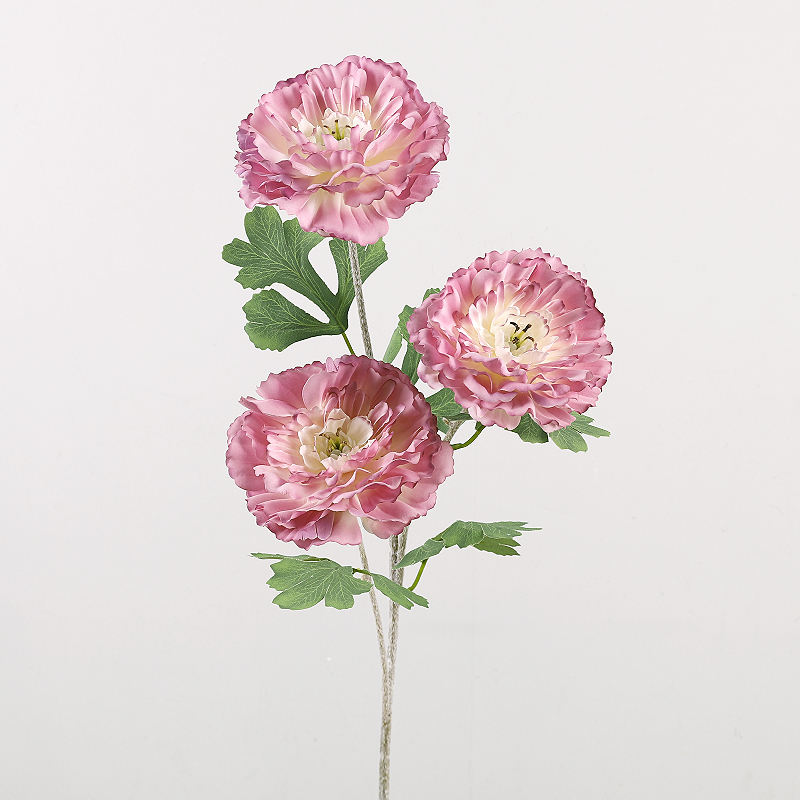 ม่วงชมพู