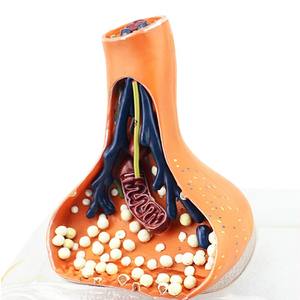 Modelo de enseñanza médica, modelo de sinapsis nerviosa para Neurociencia y educación anatómica - Product Image 5