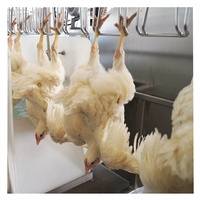 Équipement d'abattoir pour petits poulets, oies et lapins en Indonésie, 100-300 BPH / Machine d'abattage de volailles à vendre
