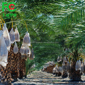 Pitaya 25*35cm 과일 커버 가방 정원 곤충 장벽 보호 가방 끈 - Product Image 6