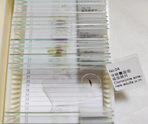 개별 슬라이드 <span class=keywords><strong>Ascaris</strong></span> lumbricoides 계란 기생충 준비 슬라이드 - Product Image 3