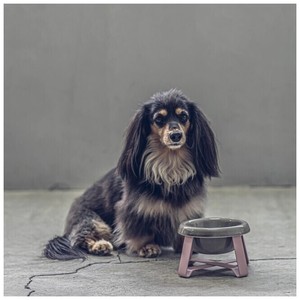 Cuenco pequeño elevado de comida para perros y gatos de cerámica ecológico duradero Pecolo con protección para el cuello - Product Image 1