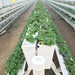 <span class=keywords><strong>Gouttière</strong></span> de plateau de culture en <span class=keywords><strong>PVC</strong></span> <span class=keywords><strong>pour</strong></span> systèmes de culture de fraises hydroponiques en intérieur - Product Image 1