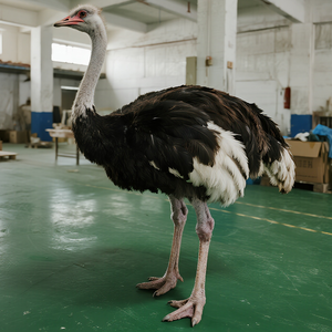 Tùy chỉnh thực tế nhựa animatronic đà điểu mô hình động cơ điện cho sử dụng trong nhà Safari công viên vườn thú triển lãm sản xuất phim Châu Phi - Product Image 4