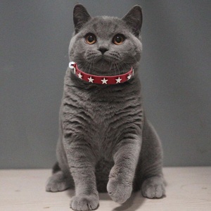 Nouveau collier de chat en cuir pour animaux de compagnie étoile pentagonale rivetée cloche chat chien cou collier accessoires pour animaux de compagnie - Product Image 3