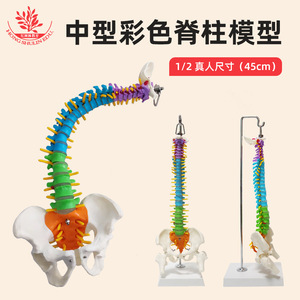 Modèle de colonne vertébrale humaine FRT018, modèle orthopédique médical avec bassin, modèle de colonne vertébrale de taille moyenne, flexible et sectionné par couleurs - Product Image 2