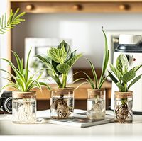 Vase en verre borosilicate avec couvercle en liège, vases hydroponiques pour boutures de plantes, arrangements floraux, décoration pour la maison et le bureau