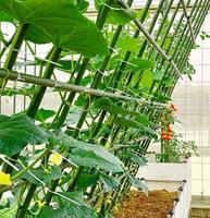 Nouveau Design Support de Plante en Plastique et Métal, Tuteur de Jardin de 11 mm pour la Croissance des Plantes Grimpantes