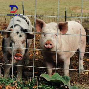 แผงรั้วฟาร์มปศุสัตว์ชุบสังกะสีสำหรับเลี้ยงสัตว์  งานหนัก ขนาด 4x16 4x20  แผงลวดเหล็กสำหรับเลี้ยงสุกร  ขนาด 6 เกจ ลวดตาข่าย 4 มม. - Product Image 5