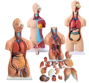 Modelo anatómico médico, gran oferta, 55cm, músculos del cuerpo humano con órgano interno, modelo de anatomía muscular