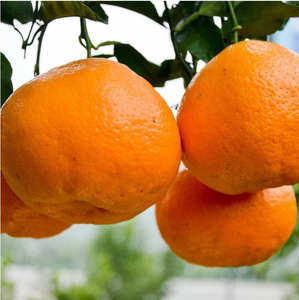 Naranjas Mandarinas Frescas Marca Meicun, Grado A, Empaque Personalizado, Dulces y Jugosas, Conservación en Frío por 2 Meses, de Sichuan, China - Product Image 4
