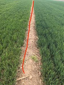 תרכובת אנזימוליזה ממקור צמחי ובעלי חיים, חומצת אמינו ממקור בעלי חיים לחקלאות - Product Image 3