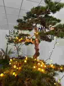 Star Global Fairy <strong>Lights</strong> Drive <strong>Plug</strong> <strong>in</strong> 53ft 110V 120V LED String <strong>Lights</strong> Warm White for Wedding Party Garden Christmas Decor - Product Image 6