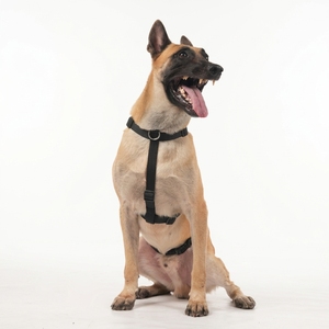 Meilleur <span class=keywords><strong>harnais</strong></span> anti-traction pour <span class=keywords><strong>chien</strong></span> avec poignée pour empêcher les évasements, adapté aux chiens de taille moyenne à grande pour la course et l'entraînement - Product Image 6