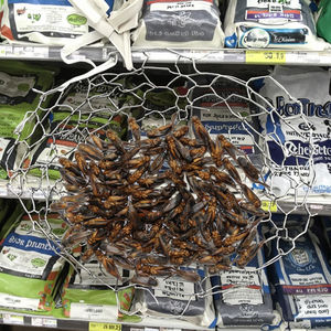 1.5 מפעל סיטונאי מעובד דק 2.5 ס "מ שחור מיובשים עבור זוחלים ועור מזון דגים ובריאות מעיל 3 חיי מדף בשנה - Product Image 5