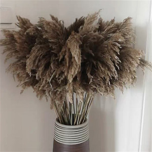 Herbe de la Pampa G24 haute <span class=keywords><strong>et</strong></span> volumineuse, en boîte carton, marron, séchée, pour décoration de mariage, style bohème, <span class=keywords><strong>bouquet</strong></span> de <span class=keywords><strong>fleurs</strong></span> naturelles - Product Image 5