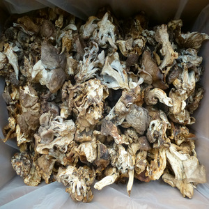 Lyophyllum Decastes, Hongo Silvestre Comestible Puro y Seco, de Bozhou, China, para la Preparación de Pollo Frito, en Venta - Product Image 3
