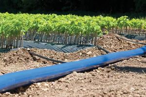 <span class=keywords><strong>RENATO</strong></span> Tuyau plat perforé haute pression pour l'irrigation par aspersion - Product Image 6
