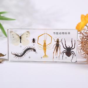 Cubes de présentation de spécimens en résine acrylique pour l'enseignement de la biologie : plantes, <span class=keywords><strong>insectes</strong></span>, papillons, cycles de vie - Product Image 4