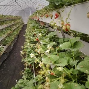 Los fabricantes de invernaderos venden túnel invernadero con hidropónico - Product Image 3