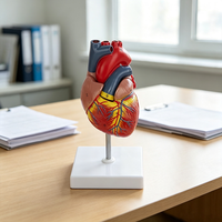 Modèle de cœur humain avec étiquettes numérotées et couvercle amovible - Matériel PVC YUYUE MM-00605 Outil d'enseignement de l'anatomie