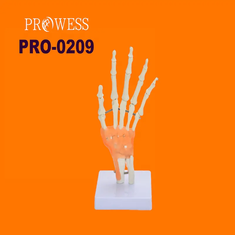 PRO-0209 en çok satan fonksiyonel el yaşam boyutu el ortak İskelet modeli plastik iskelet insan vücudu Torso anatomisi model