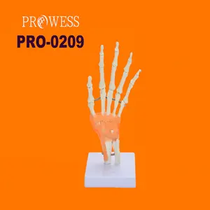 Лидер продаж 0209, функциональная модель каркаса для ручного сустава в натуральную величину, пластиковая модель каркаса для человеческого тела, анатомическая модель