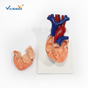 Modèle anatomique naturel de cœur humain de grande taille avec chambres cardiaques détachables - outil pédagogique pour les étudiants en médecine. - Product Image 4