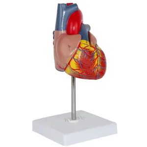 LHN01-modelo de corazón de Cardiología para estudiantes de medicina, modelo de corazón anatomico humano de tamaño real para estudiantes de medicina