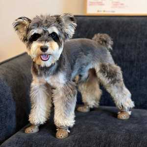 Stucce per cani da passeggio impermeabili da spiaggia, - Product Image 1