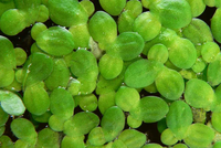Lemna Minor alami berkualitas tinggi L. Bubuk ekstrak Duckweed dengan harga terbaik