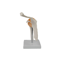 Modelo de Enseñanza Médica DARHMMY, Modelo de Articulación Humana de Material PVC, Modelo Funcional de Articulación del Hombro para Entrenamiento de Estudiantes