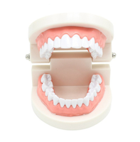 Modelo de higiene Dental de alta calidad, modelo pequeño de ciencia médica, para enseñanza Oral