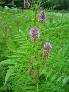 100% शुद्ध ग्लाइसिरैहिजा उरालेन्सिस रूट पाउडर प्राकृतिक लाइसेंसी पाउडर - Product Image 4