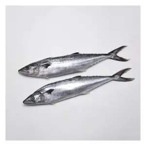 2023 Frozen Spanish Mackerel Cheap Frozen Spanish Mackerel For Sale