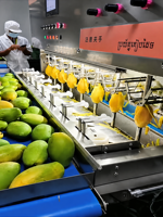 Veelzijdige automatische schilmachine met 8 stations voor de verwerking van mango, aardappel, pompoen, fruit en groenten