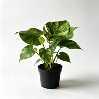 Plante d'intérieur best-seller, Monstera Deliciosa à feuilles marbrées jaunes, pour la décoration de la maison, du bureau et des espaces de vie